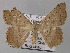  ( - BC ZSM Lep 01962)  @13 [ ] CreativeCommons - Attribution Non-Commercial Share-Alike (2010) Unspecified SNSB, Zoologische Staatssammlung Muenchen