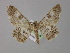  (Cleora AH02 - BC ZSM Lep 02205)  @14 [ ] CreativeCommons - Attribution Non-Commercial Share-Alike (2010) Unspecified SNSB, Zoologische Staatssammlung Muenchen