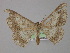  (Luxiaria AH02 - BC ZSM Lep 02214)  @14 [ ] CreativeCommons - Attribution Non-Commercial Share-Alike (2010) Unspecified SNSB, Zoologische Staatssammlung Muenchen