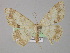  (Luxiaria AH01 - BC ZSM Lep 02216)  @14 [ ] CreativeCommons - Attribution Non-Commercial Share-Alike (2010) Unspecified SNSB, Zoologische Staatssammlung Muenchen