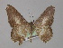  ( - BC ZSM Lep 02226)  @13 [ ] CreativeCommons - Attribution Non-Commercial Share-Alike (2010) Unspecified SNSB, Zoologische Staatssammlung Muenchen