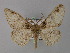  ( - BC ZSM Lep 02268)  @14 [ ] CreativeCommons - Attribution Non-Commercial Share-Alike (2010) Unspecified SNSB, Zoologische Staatssammlung Muenchen