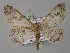  (Cleora decisariaEF01 - BC ZSM Lep 02312)  @14 [ ] CreativeCommons - Attribution Non-Commercial Share-Alike (2010) Unspecified SNSB, Zoologische Staatssammlung Muenchen