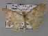  ( - BC ZSM Lep 02497)  @13 [ ] CreativeCommons - Attribution Non-Commercial Share-Alike (2010) Unspecified SNSB, Zoologische Staatssammlung Muenchen
