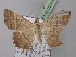  ( - BC ZSM Lep 02500)  @13 [ ] CreativeCommons - Attribution Non-Commercial Share-Alike (2010) Unspecified SNSB, Zoologische Staatssammlung Muenchen