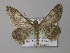  ( - BC ZSM Lep 08337)  @13 [ ] CreativeCommons - Attribution Non-Commercial Share-Alike (2010) Unspecified SNSB, Zoologische Staatssammlung Muenchen