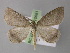  ( - BC ZSM Lep 10681)  @14 [ ] CreativeCommons - Attribution Non-Commercial Share-Alike (2010) Axel Hausmann/Bavarian State Collection of Zoology (ZSM) SNSB, Zoologische Staatssammlung Muenchen