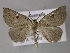  ( - BC ZSM Lep 10717)  @13 [ ] CreativeCommons - Attribution Non-Commercial Share-Alike (2010) Axel Hausmann/Bavarian State Collection of Zoology (ZSM) SNSB, Zoologische Staatssammlung Muenchen
