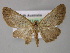  ( - BC ZSM Lep 10732)  @12 [ ] CreativeCommons - Attribution Non-Commercial Share-Alike (2010) Axel Hausmann/Bavarian State Collection of Zoology (ZSM) SNSB, Zoologische Staatssammlung Muenchen