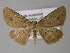  ( - BC ZSM Lep 10733)  @13 [ ] CreativeCommons - Attribution Non-Commercial Share-Alike (2010) Axel Hausmann/Bavarian State Collection of Zoology (ZSM) SNSB, Zoologische Staatssammlung Muenchen