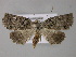  ( - BC ZSM Lep 10772)  @13 [ ] CreativeCommons - Attribution Non-Commercial Share-Alike (2010) Axel Hausmann/Bavarian State Collection of Zoology (ZSM) SNSB, Zoologische Staatssammlung Muenchen