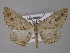  ( - BC ZSM Lep 10859)  @14 [ ] CreativeCommons - Attribution Non-Commercial Share-Alike (2010) Unspecified SNSB, Zoologische Staatssammlung Muenchen