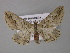  ( - BC ZSM Lep 10860)  @14 [ ] CreativeCommons - Attribution Non-Commercial Share-Alike (2010) Unspecified SNSB, Zoologische Staatssammlung Muenchen