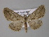  ( - BC ZSM Lep 10861)  @14 [ ] CreativeCommons - Attribution Non-Commercial Share-Alike (2010) Unspecified SNSB, Zoologische Staatssammlung Muenchen