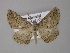  (Syneora leucanthes - BC ZSM Lep 10862)  @14 [ ] CreativeCommons - Attribution Non-Commercial Share-Alike (2010) Unspecified SNSB, Zoologische Staatssammlung Muenchen