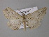  ( - BC ZSM Lep 10865)  @13 [ ] CreativeCommons - Attribution Non-Commercial Share-Alike (2010) Unspecified SNSB, Zoologische Staatssammlung Muenchen