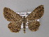  ( - BC ZSM Lep 10866)  @13 [ ] CreativeCommons - Attribution Non-Commercial Share-Alike (2010) Unspecified SNSB, Zoologische Staatssammlung Muenchen