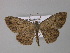  ( - BC ZSM Lep 10867)  @13 [ ] CreativeCommons - Attribution Non-Commercial Share-Alike (2010) Unspecified SNSB, Zoologische Staatssammlung Muenchen
