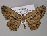  ( - BC ZSM Lep 10868)  @13 [ ] CreativeCommons - Attribution Non-Commercial Share-Alike (2010) Unspecified SNSB, Zoologische Staatssammlung Muenchen