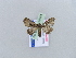  ( - BC ZSM Lep 10984)  @12 [ ] CreativeCommons - Attribution Non-Commercial Share-Alike (2010) Unspecified SNSB, Zoologische Staatssammlung Muenchen