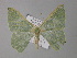  ( - BC ZSM Lep 01440)  @12 [ ] CreativeCommons - Attribution Non-Commercial Share-Alike (2010) Unspecified SNSB, Zoologische Staatssammlung Muenchen