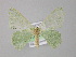  ( - BC ZSM Lep 02192)  @13 [ ] CreativeCommons - Attribution Non-Commercial Share-Alike (2010) Unspecified SNSB, Zoologische Staatssammlung Muenchen