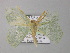  ( - BC ZSM Lep 08371)  @12 [ ] CreativeCommons - Attribution Non-Commercial Share-Alike (2010) Unspecified SNSB, Zoologische Staatssammlung Muenchen