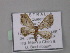  (Chloroclystis AH01 - BC ZSM Lep 01947)  @14 [ ] CreativeCommons - Attribution Non-Commercial Share-Alike (2010) Unspecified SNSB, Zoologische Staatssammlung Muenchen