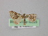  ( - BC ZSM Lep 02223)  @13 [ ] CreativeCommons - Attribution Non-Commercial Share-Alike (2010) Unspecified SNSB, Zoologische Staatssammlung Muenchen
