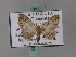  ( - BC ZSM Lep 02323)  @14 [ ] CreativeCommons - Attribution Non-Commercial Share-Alike (2010) Unspecified SNSB, Zoologische Staatssammlung Muenchen