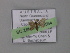  ( - BC ZSM Lep 02564)  @12 [ ] CreativeCommons - Attribution Non-Commercial Share-Alike (2010) Unspecified SNSB, Zoologische Staatssammlung Muenchen