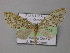  ( - BC ZSM Lep 02609)  @13 [ ] CreativeCommons - Attribution Non-Commercial Share-Alike (2010) Unspecified SNSB, Zoologische Staatssammlung Muenchen