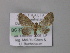  ( - BC ZSM Lep 08390)  @12 [ ] CreativeCommons - Attribution Non-Commercial Share-Alike (2010) Unspecified SNSB, Zoologische Staatssammlung Muenchen