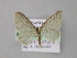  ( - BC ZSM Lep 10144)  @13 [ ] CreativeCommons - Attribution Non-Commercial Share-Alike (2010) Unspecified SNSB, Zoologische Staatssammlung Muenchen