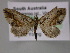  ( - BC ZSM Lep 10739)  @13 [ ] CreativeCommons - Attribution Non-Commercial Share-Alike (2010) Axel Hausmann/Bavarian State Collection of Zoology (ZSM) SNSB, Zoologische Staatssammlung Muenchen