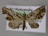  ( - BC ZSM Lep 10740)  @12 [ ] CreativeCommons - Attribution Non-Commercial Share-Alike (2010) Axel Hausmann/Bavarian State Collection of Zoology (ZSM) SNSB, Zoologische Staatssammlung Muenchen