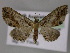  ( - BC ZSM Lep 10742)  @13 [ ] CreativeCommons - Attribution Non-Commercial Share-Alike (2010) Axel Hausmann/Bavarian State Collection of Zoology (ZSM) SNSB, Zoologische Staatssammlung Muenchen