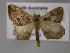  (Chrysolarentia melanchlaenaAH01 - BC ZSM Lep 10743)  @13 [ ] CreativeCommons - Attribution Non-Commercial Share-Alike (2010) Axel Hausmann/Bavarian State Collection of Zoology (ZSM) SNSB, Zoologische Staatssammlung Muenchen
