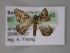 ( - BC ZSM Lep 10745)  @12 [ ] CreativeCommons - Attribution Non-Commercial Share-Alike (2010) Axel Hausmann/Bavarian State Collection of Zoology (ZSM) SNSB, Zoologische Staatssammlung Muenchen