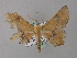  ( - BC ZSM Lep 02313)  @12 [ ] CreativeCommons - Attribution Non-Commercial Share-Alike (2010) Unspecified SNSB, Zoologische Staatssammlung Muenchen
