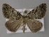  ( - BC ZSM Lep 10691)  @13 [ ] CreativeCommons - Attribution Non-Commercial Share-Alike (2010) Axel Hausmann/Bavarian State Collection of Zoology (ZSM) SNSB, Zoologische Staatssammlung Muenchen