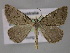 ( - BC ZSM Lep 10692)  @13 [ ] CreativeCommons - Attribution Non-Commercial Share-Alike (2010) Axel Hausmann/Bavarian State Collection of Zoology (ZSM) SNSB, Zoologische Staatssammlung Muenchen