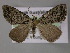  ( - BC ZSM Lep 10693)  @13 [ ] CreativeCommons - Attribution Non-Commercial Share-Alike (2010) Axel Hausmann/Bavarian State Collection of Zoology (ZSM) SNSB, Zoologische Staatssammlung Muenchen