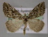  ( - BC ZSM Lep 10741)  @12 [ ] CreativeCommons - Attribution Non-Commercial Share-Alike (2010) Axel Hausmann/Bavarian State Collection of Zoology (ZSM) SNSB, Zoologische Staatssammlung Muenchen