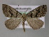  ( - BC ZSM Lep 10766)  @13 [ ] CreativeCommons - Attribution Non-Commercial Share-Alike (2010) Axel Hausmann/Bavarian State Collection of Zoology (ZSM) SNSB, Zoologische Staatssammlung Muenchen