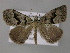  ( - BC ZSM Lep 10768)  @13 [ ] CreativeCommons - Attribution Non-Commercial Share-Alike (2010) Axel Hausmann/Bavarian State Collection of Zoology (ZSM) SNSB, Zoologische Staatssammlung Muenchen