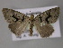  ( - BC ZSM Lep 10769)  @13 [ ] CreativeCommons - Attribution Non-Commercial Share-Alike (2010) Axel Hausmann/Bavarian State Collection of Zoology (ZSM) SNSB, Zoologische Staatssammlung Muenchen