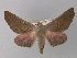  (Monoctenia smerintharia - BC ZSM Lep 10799)  @14 [ ] CreativeCommons - Attribution Non-Commercial Share-Alike (2010) Unspecified SNSB, Zoologische Staatssammlung Muenchen