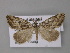  ( - BC ZSM Lep 10846)  @13 [ ] CreativeCommons - Attribution Non-Commercial Share-Alike (2010) Unspecified SNSB, Zoologische Staatssammlung Muenchen