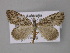  (Phrixocomes AH01 - BC ZSM Lep 10847)  @14 [ ] CreativeCommons - Attribution Non-Commercial Share-Alike (2010) Unspecified SNSB, Zoologische Staatssammlung Muenchen
